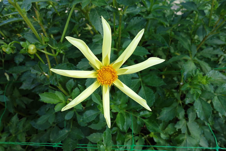 Pale Yellow Dahlia Flower in Green Garden