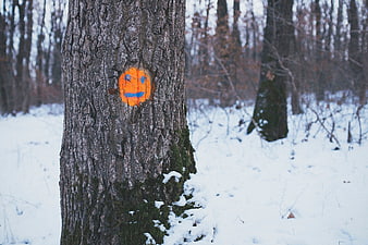 Orange smiley face painted on tree trunk in snowy winter forest