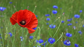 Red Poppy Flower in Meadow with Blue Cornflowers