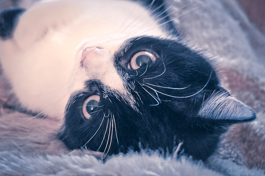 Cute black and white cat lying on fluffy blanket