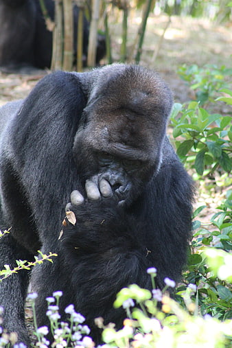 Thoughtful Gorilla in Natural Habitat