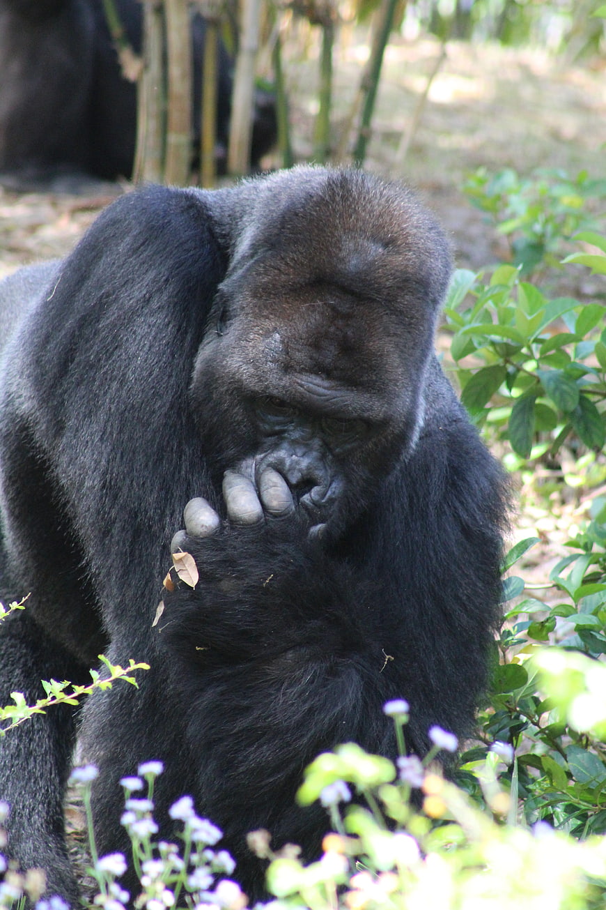 Thoughtful Gorilla in Natural Habitat