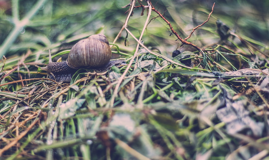 Close-up of a snail crawling on wet grass