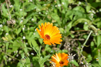 Vibrant Orange Calendula Flower in Green Garden