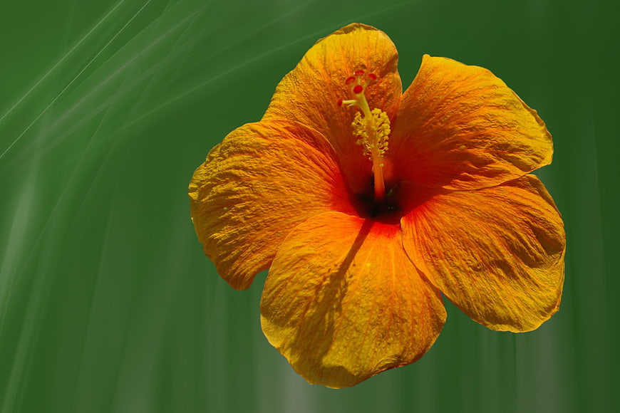 Vibrant Orange Hibiscus Flower Close-Up on Green Background
