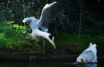 Grey Heron attacking a goose in a pond