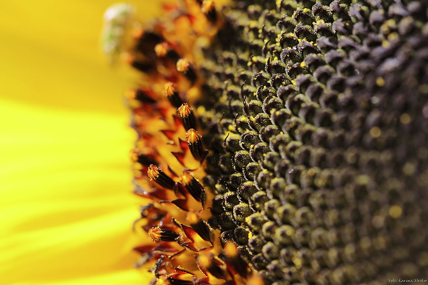 Macro Sunflower Center with Yellow Petals