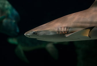 Close-up of a shark swimming in dark water