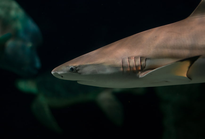 Close-up of a shark swimming in dark water