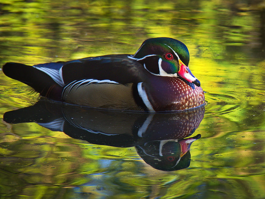 Colorful Wood Duck Swimming in Green Pond Water