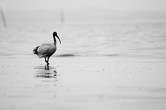 Black and white photo of an Australian White Ibis walking in shallow water