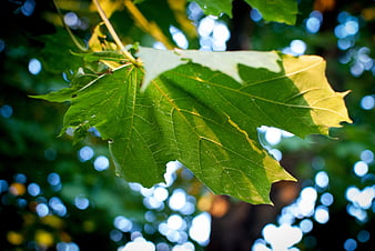 Close-up of green maple leaf with sunlight and bokeh background