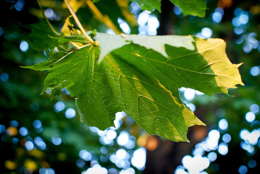 Close-up of green maple leaf with sunlight and bokeh background