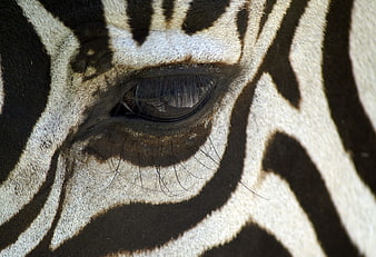 Close-up of a zebra eye with black and white stripes