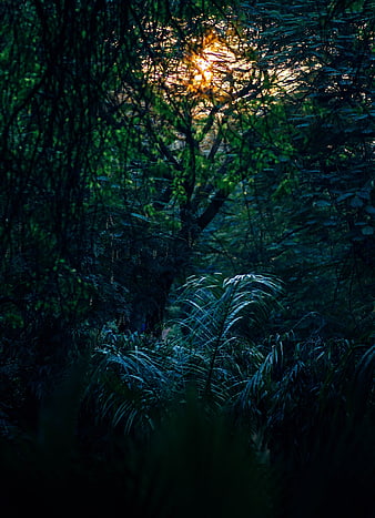Sunlight filtering through dense dark green forest foliage