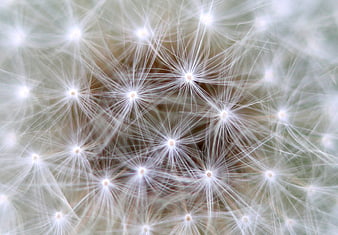 Macro Close-Up of White Dandelion Seeds and Fluff
