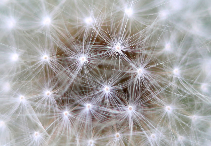 Macro Close-Up of White Dandelion Seeds and Fluff