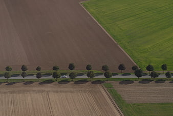 Aerial view of agricultural fields with tree-lined road