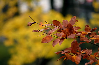 Close-up of brown autumn leaves on a branch with yellow background