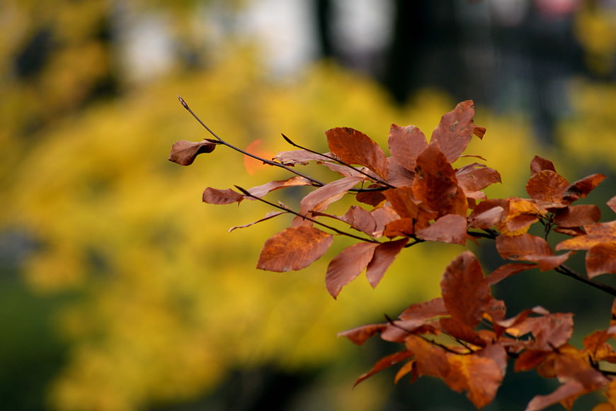 Close-up of brown autumn leaves on a branch with yellow background