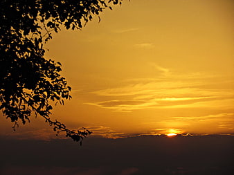 Golden Sunset Sky with Silhouetted Tree Branches