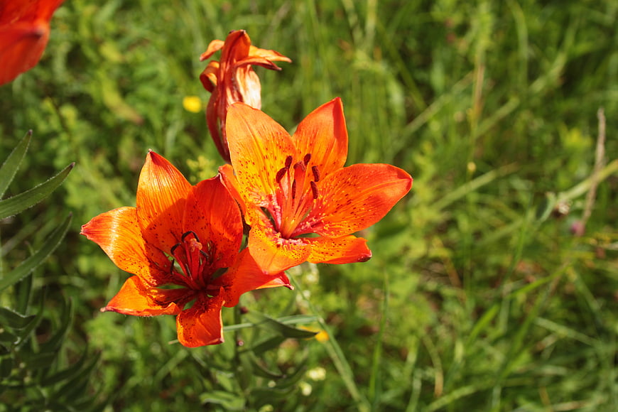Vibrant orange lilies blooming in a sunny green meadow