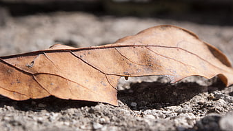 Close-up of dried brown leaf on textured ground