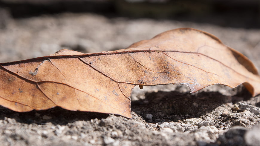 Close-up of dried brown leaf on textured ground