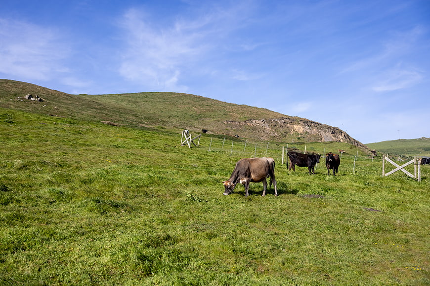 Cows grazing on green hillside pasture under blue sky