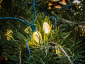 Close-up of warm yellow Christmas lights on pine branches