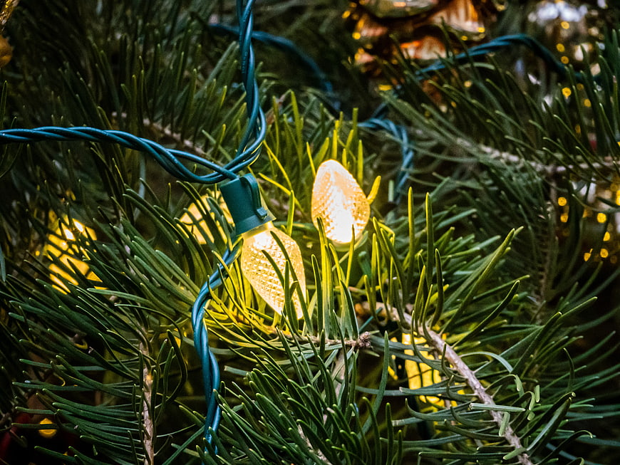 Close-up of warm yellow Christmas lights on pine branches