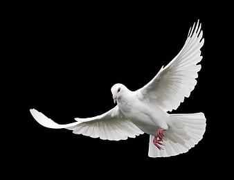 White Dove In Flight Against Black Background