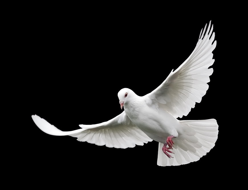 White Dove In Flight Against Black Background