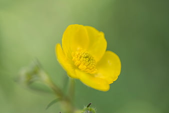 Close-up of a bright yellow buttercup flower on green background