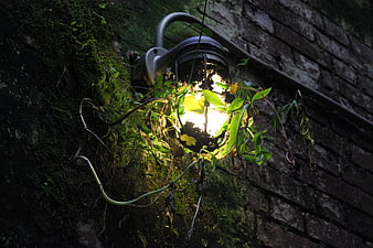 Glowing outdoor lamp overgrown with vines on mossy brick wall