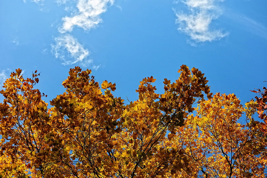 Golden autumn tree tops against a bright blue sky