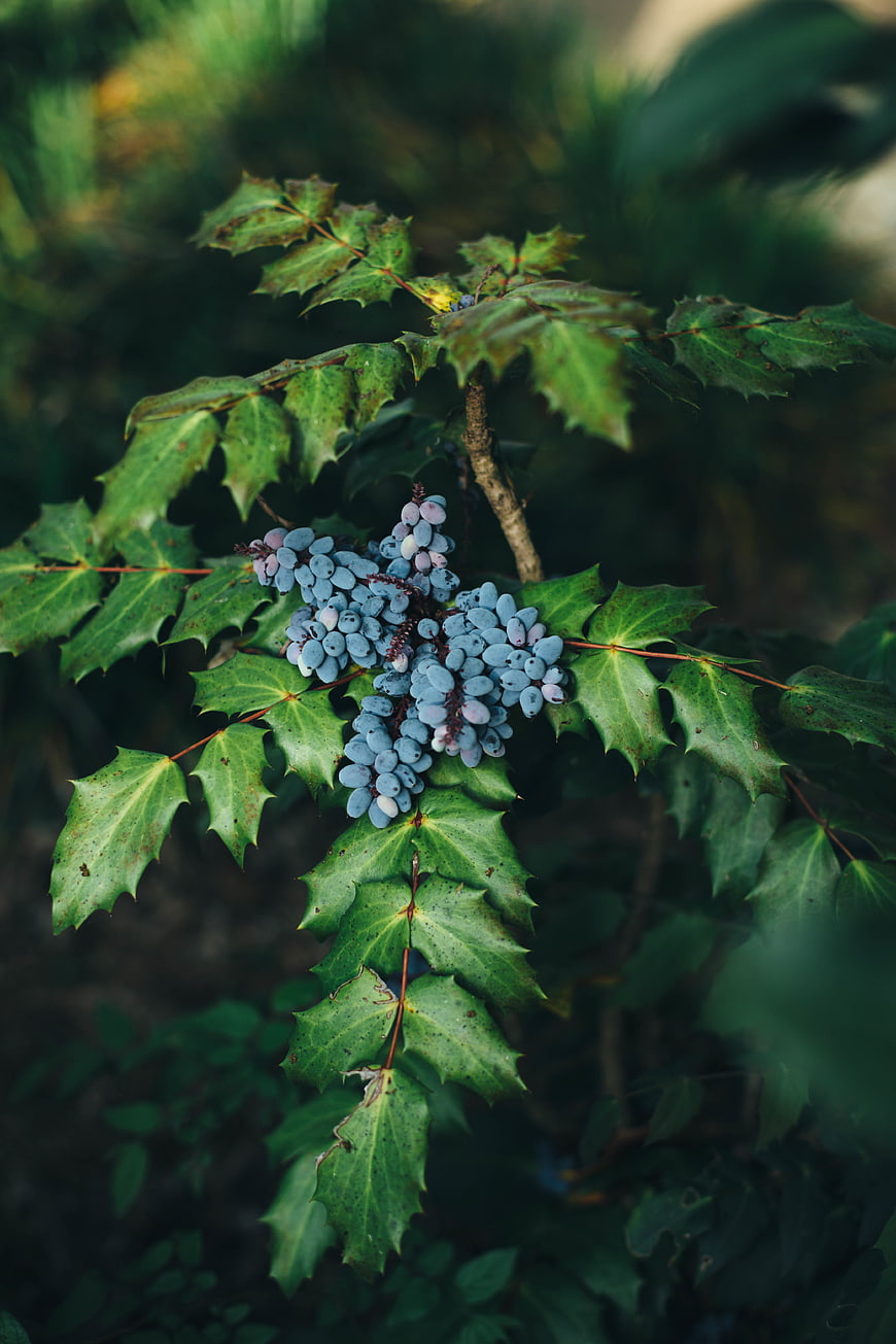 Close-up of Blue Mahonia Berries on Spiky Green Leaves
