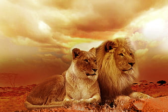 Majestic Lion and Lioness Resting on African Savanna at Sunset
