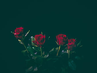 Dark moody red roses against deep teal background
