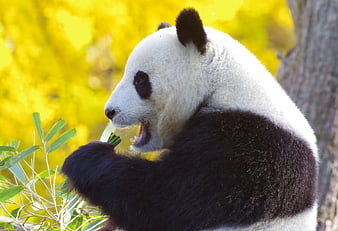 Giant Panda Eating Bamboo Against Vibrant Yellow Autumn Foliage