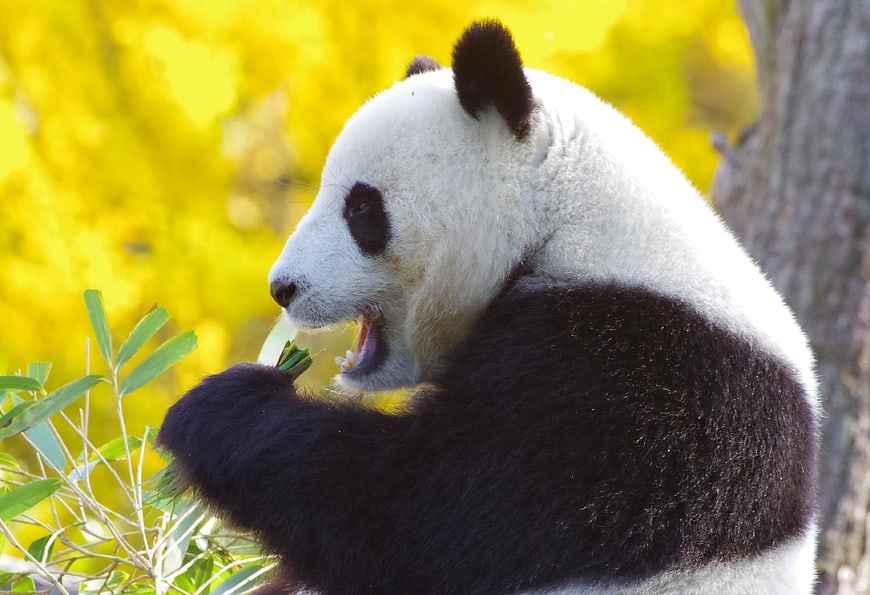 Giant Panda Eating Bamboo Against Vibrant Yellow Autumn Foliage