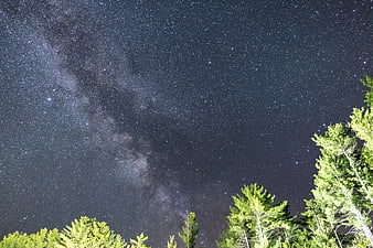 Milky Way Galaxy Over Pine Forest at Night