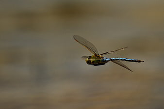 Blue Dragonfly Flying in Mid-Air