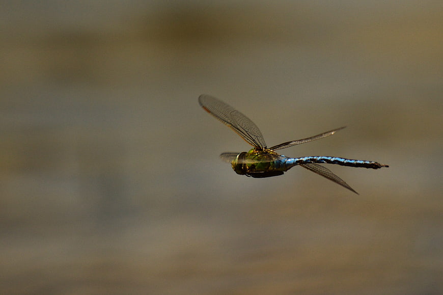 Blue Dragonfly Flying in Mid-Air