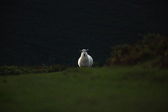 Lone white sheep standing on dark green hillside