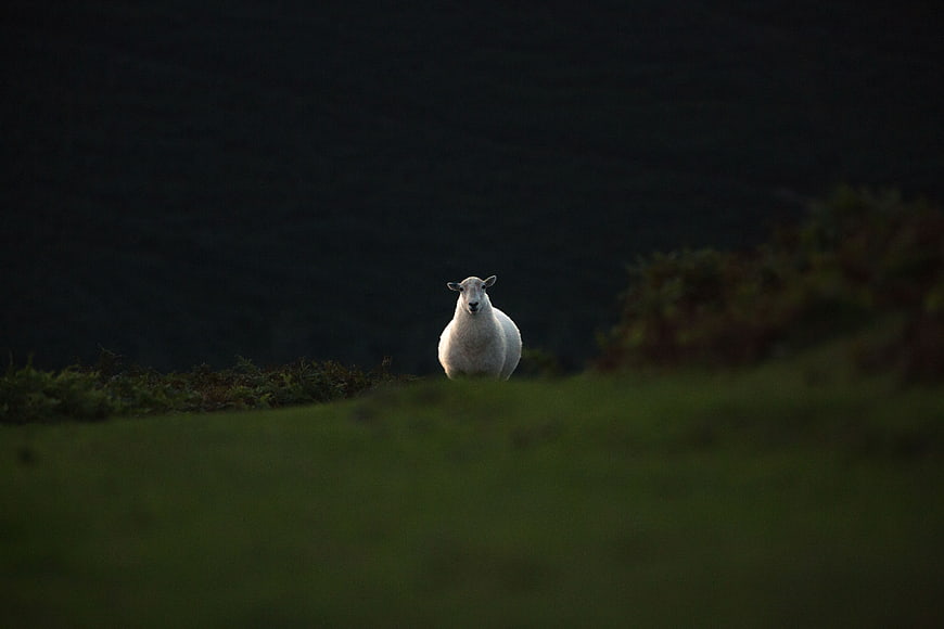 Lone white sheep standing on dark green hillside
