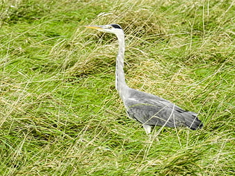 Grey Heron Standing in Tall Green Grass