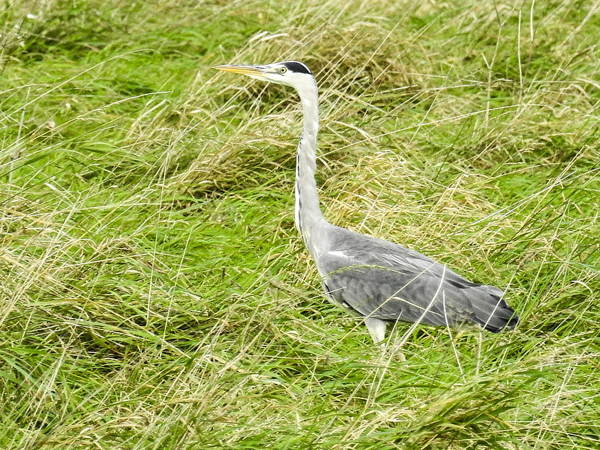 Grey Heron Standing in Tall Green Grass