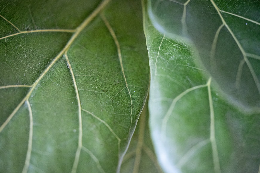 Close-up of green leaf veins and natural texture