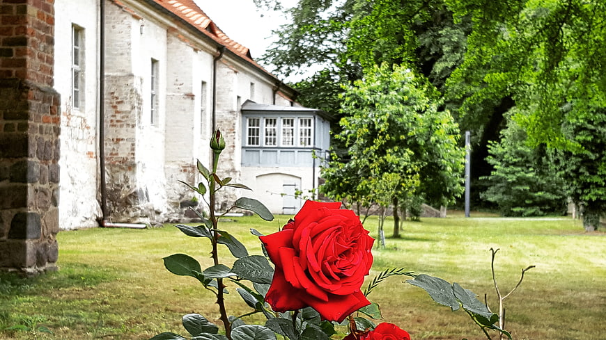 Vibrant red rose in front of historic white building